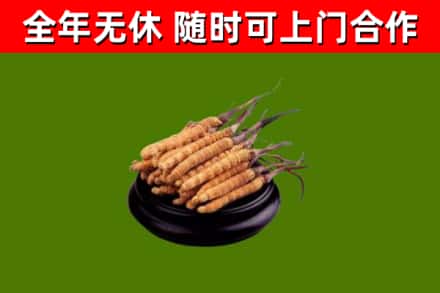 吉县回收散虫草
