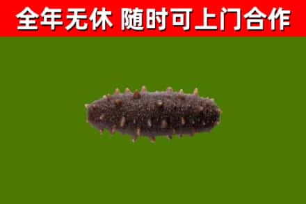 吉县回收海参干